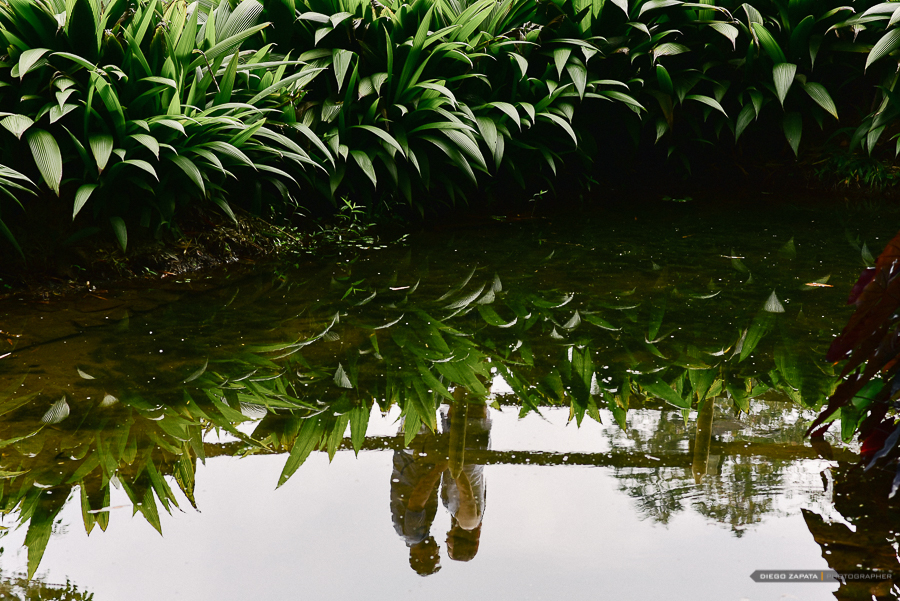Fotografia Preboda Medellin, Felipe & Vanesa